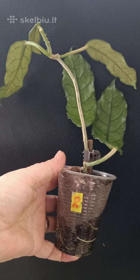 Hoya (vaškuolių)assorti. - nuotraukos Nr. 7