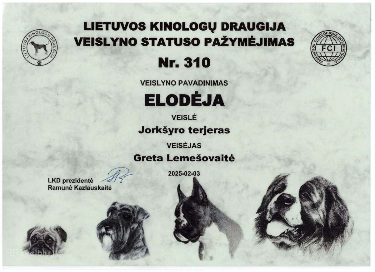 Grynaveisliai jorkšyro terjerai Lkd-fci - nuotraukos Nr. 6