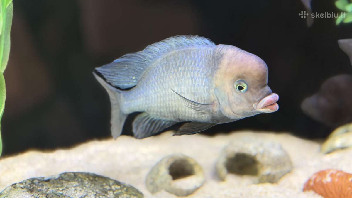 Delfinai
