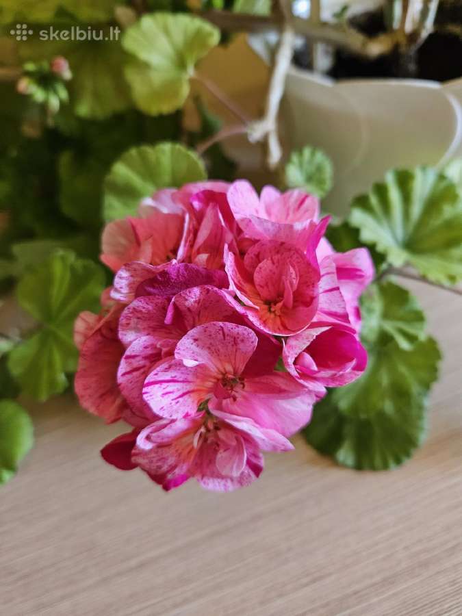 Pelargonija