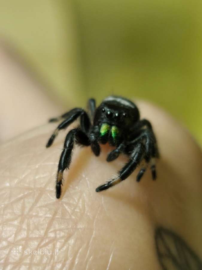Parduoda jumpig spider