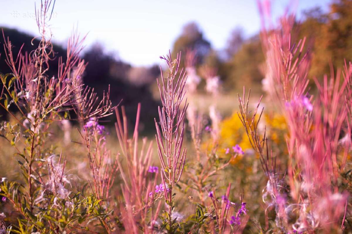 Nikon su 50mm 1.4 - nuotraukos Nr. 13