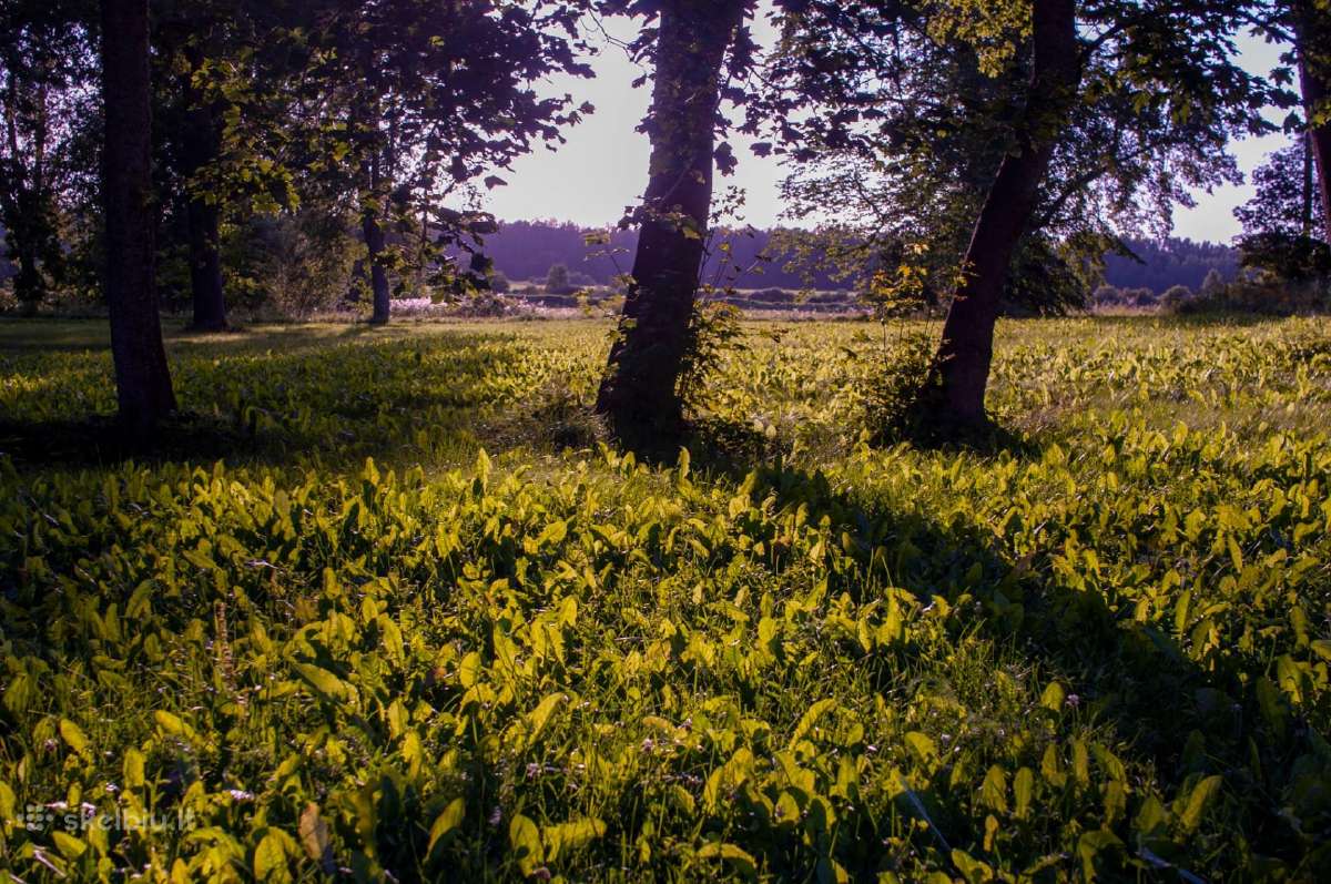 Nikon su 50mm 1.4 - nuotraukos Nr. 14