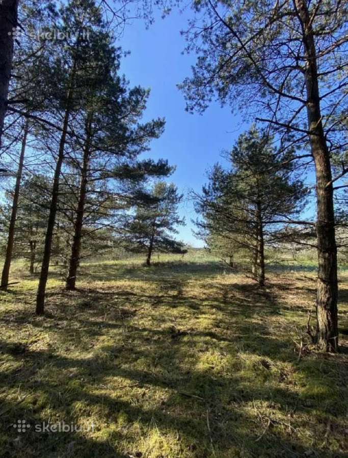 30 a sklypas miško apsuktas, tik 7km nuo Palangos