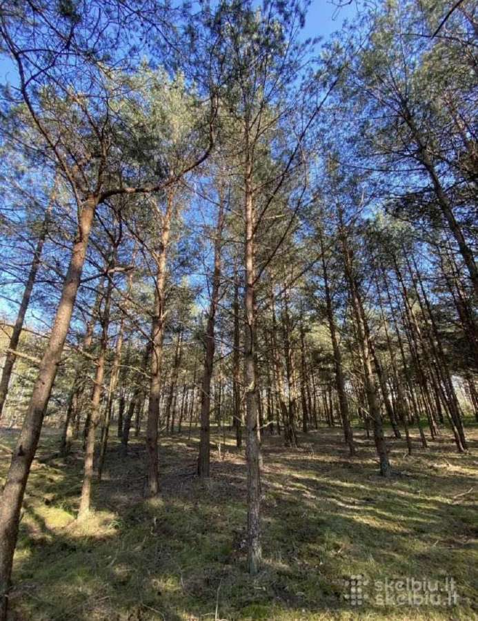 30 a sklypas miško apsuktas, tik 7km nuo Palangos - nuotraukos Nr. 2