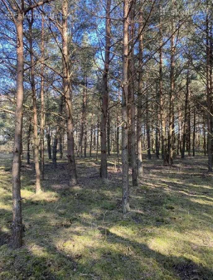 30 a sklypas miško apsuktas, tik 7km nuo Palangos - nuotraukos Nr. 3