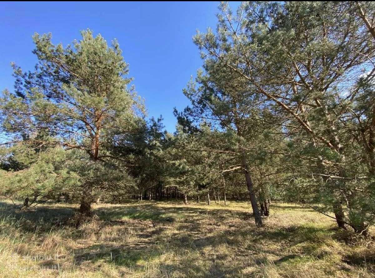 30 a sklypas miško apsuktas, tik 7km nuo Palangos - nuotraukos Nr. 4