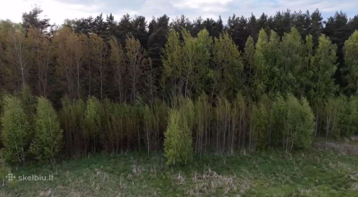 62 a sklypas prie Palangos – ribojasi su mišku - nuotraukos Nr. 5
