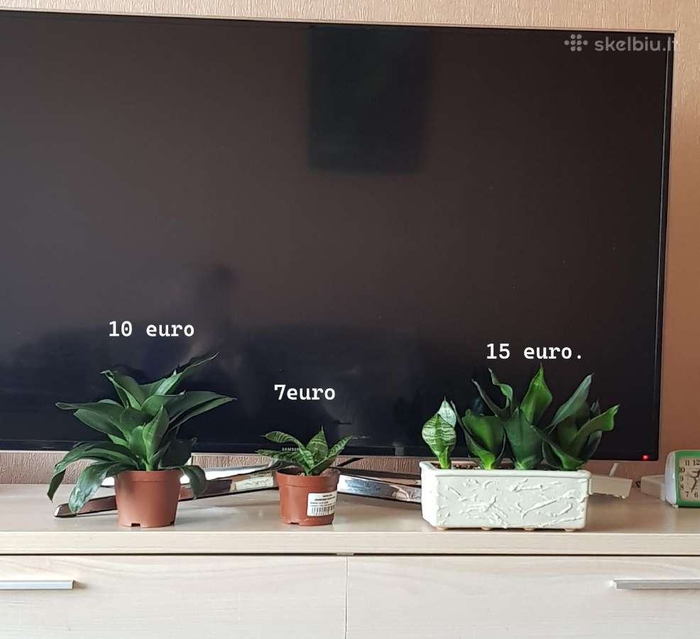Kambarinė Gėlė Sansevieria