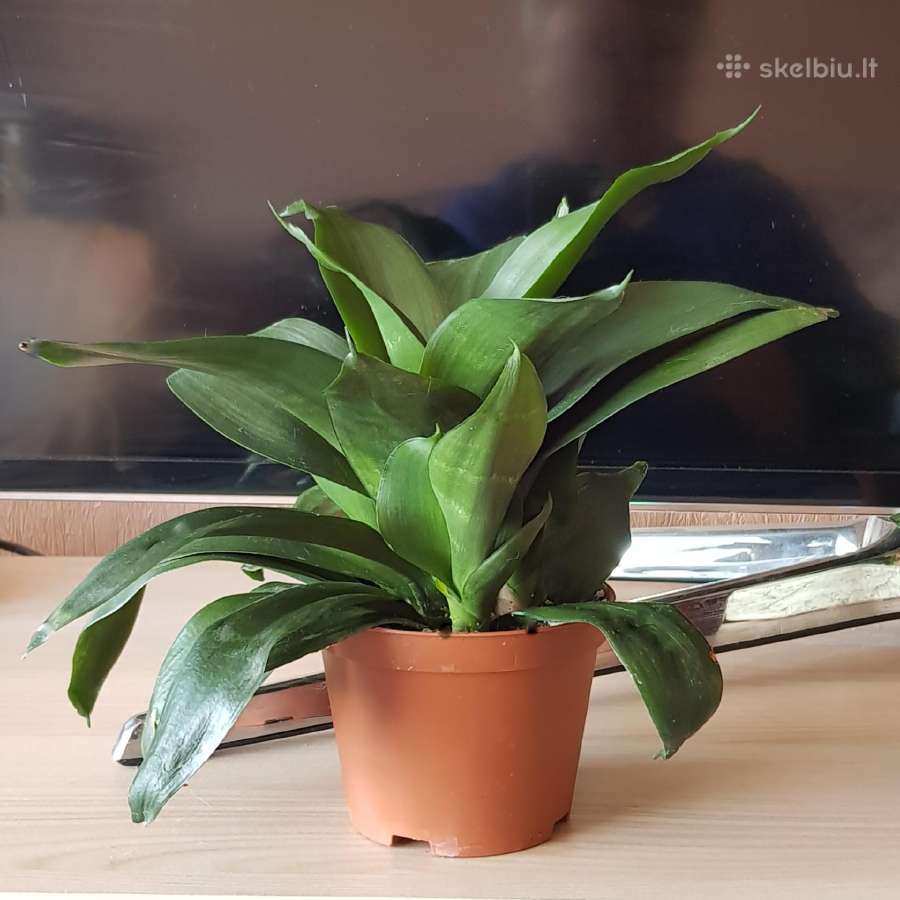 Kambarinė Gėlė Sansevieria - nuotraukos Nr. 2