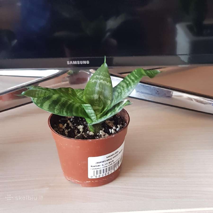 Kambarinė Gėlė Sansevieria - nuotraukos Nr. 3