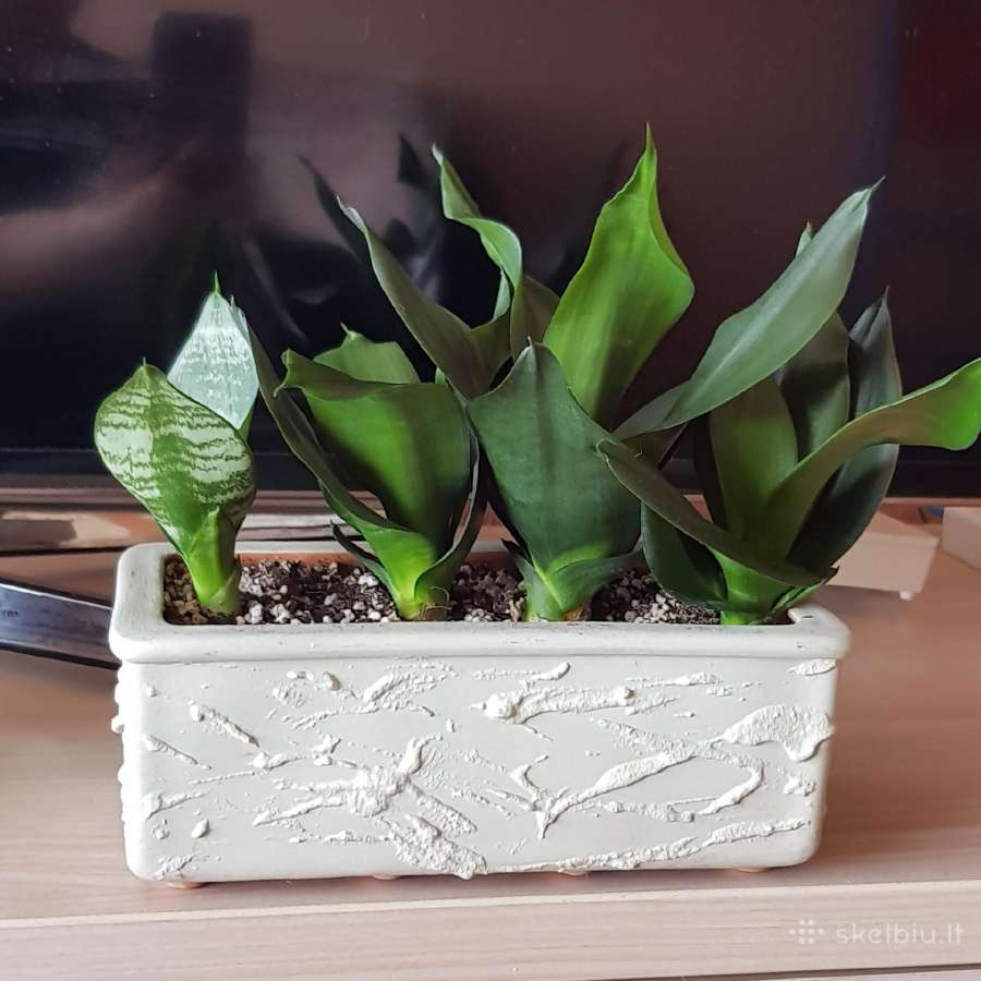 Kambarinė Gėlė Sansevieria - nuotraukos Nr. 4