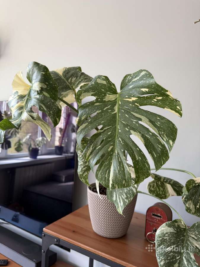 Didelis Monstera Thai Constellation augalas - nuotraukos Nr. 2