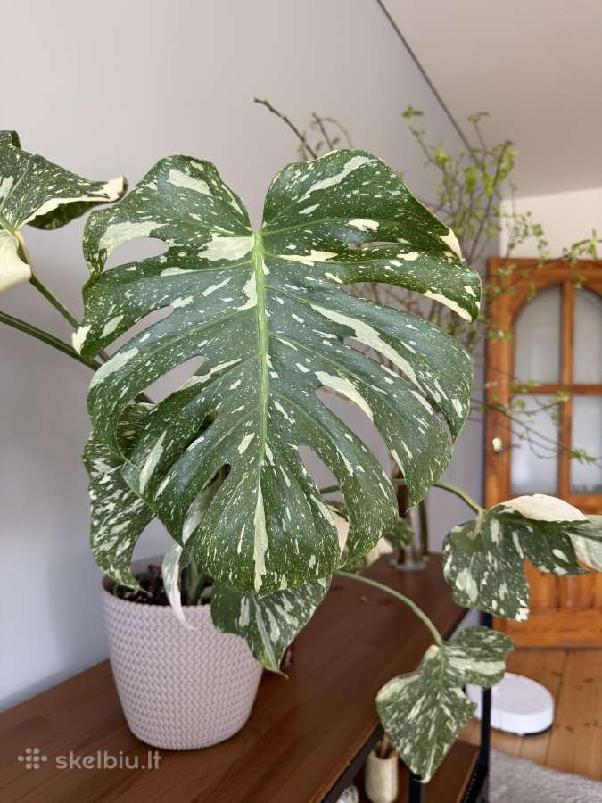 Didelis Monstera Thai Constellation augalas - nuotraukos Nr. 3