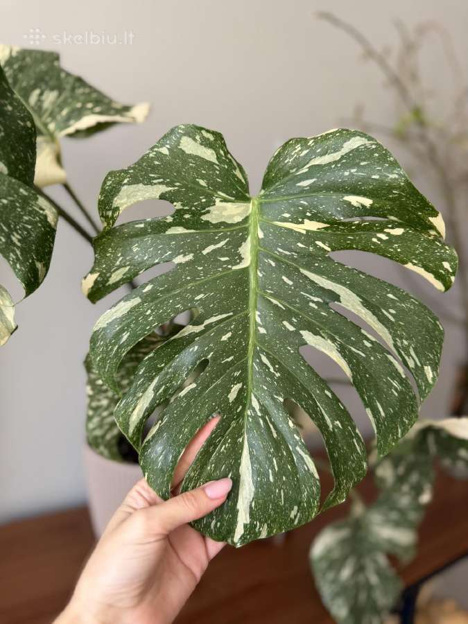 Monstera Deliciosa, Thai, Albo