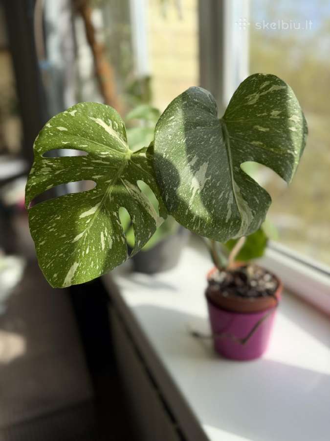 Didelis Monstera Thai Constellation augalas - nuotraukos Nr. 4