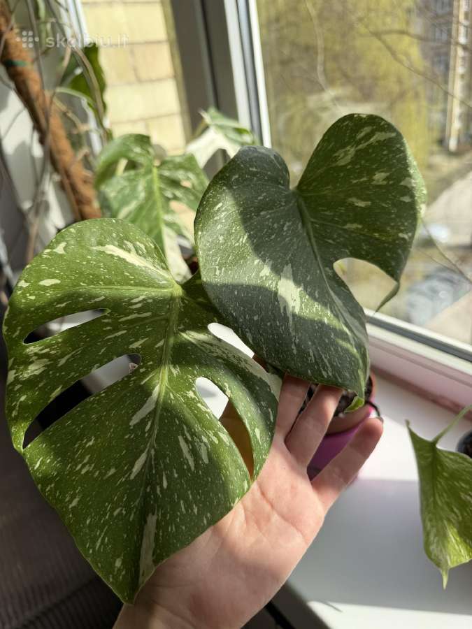 Didelis Monstera Thai Constellation augalas - nuotraukos Nr. 5