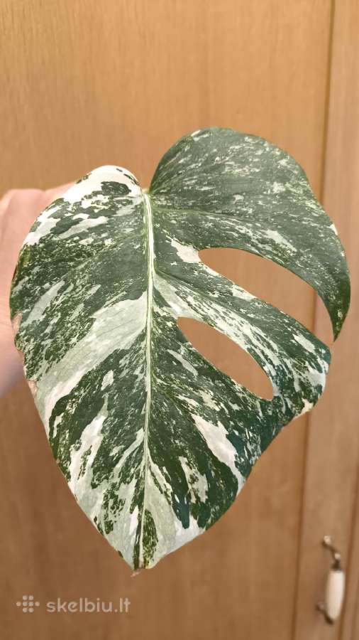 Monstera albo variegata pasodinta vazone