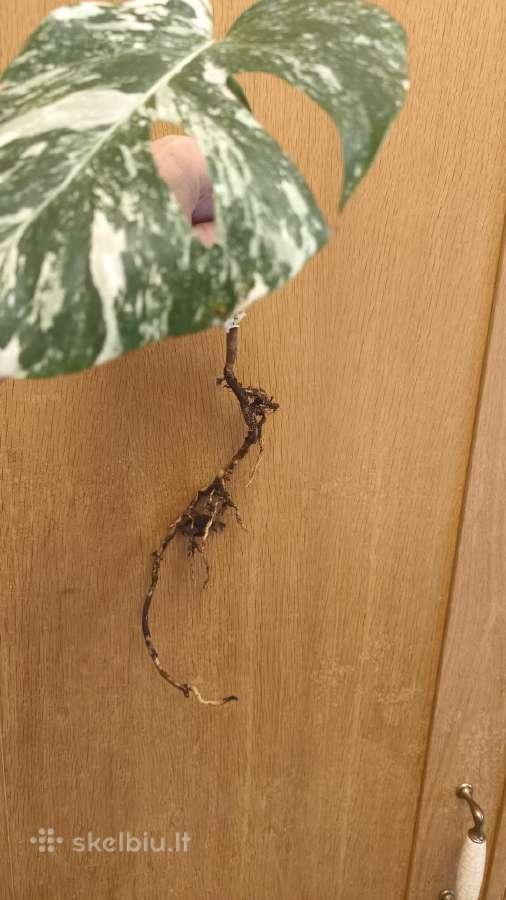 Monstera albo variegata pasodinta vazone - nuotraukos Nr. 4