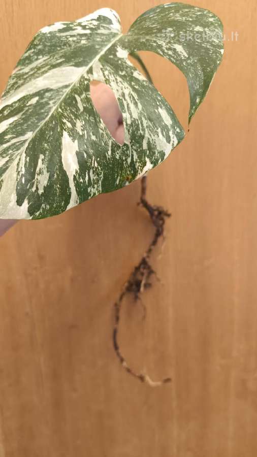 Monstera albo variegata pasodinta vazone - nuotraukos Nr. 5