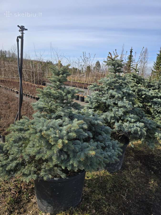 Eglė dygioji Glauca Globosa