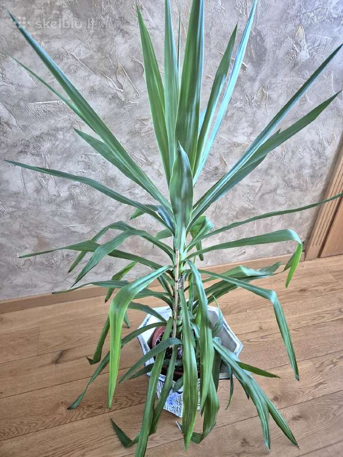 Kambarine gele"juka". - nuotraukos Nr. 2