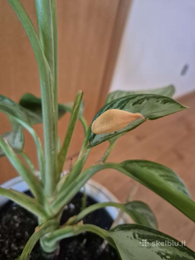 Kambarine gele-aglonema Silver Bay. - nuotraukos Nr. 4