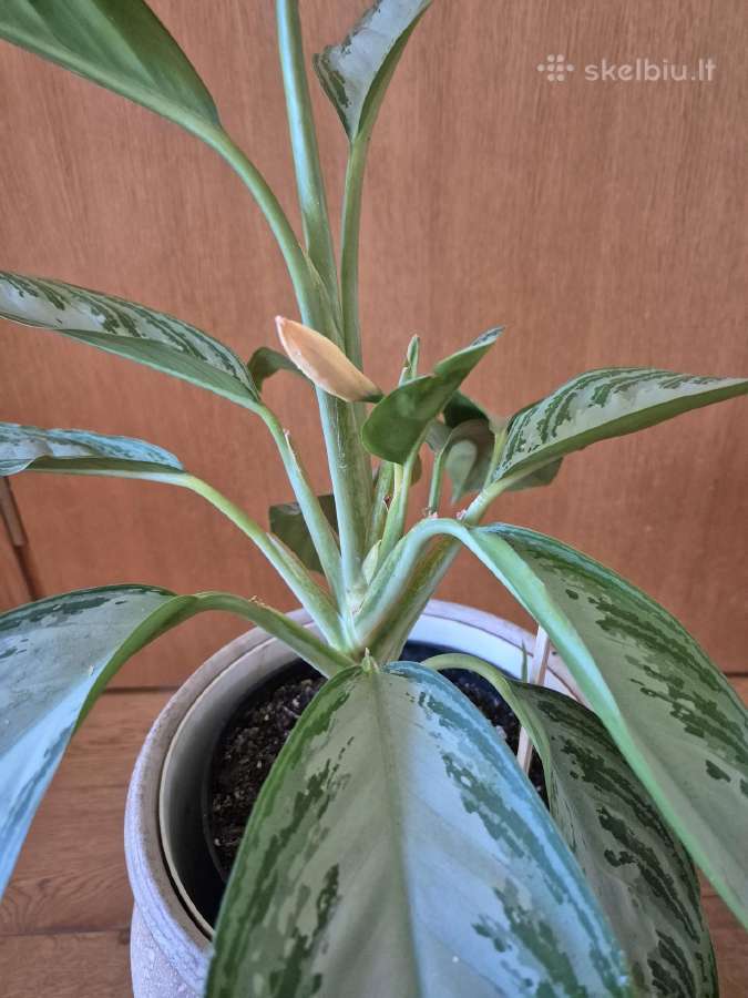 Kambarine gele-aglonema Silver Bay. - nuotraukos Nr. 5