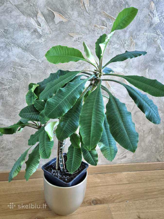 Kambarine gele"molociai".