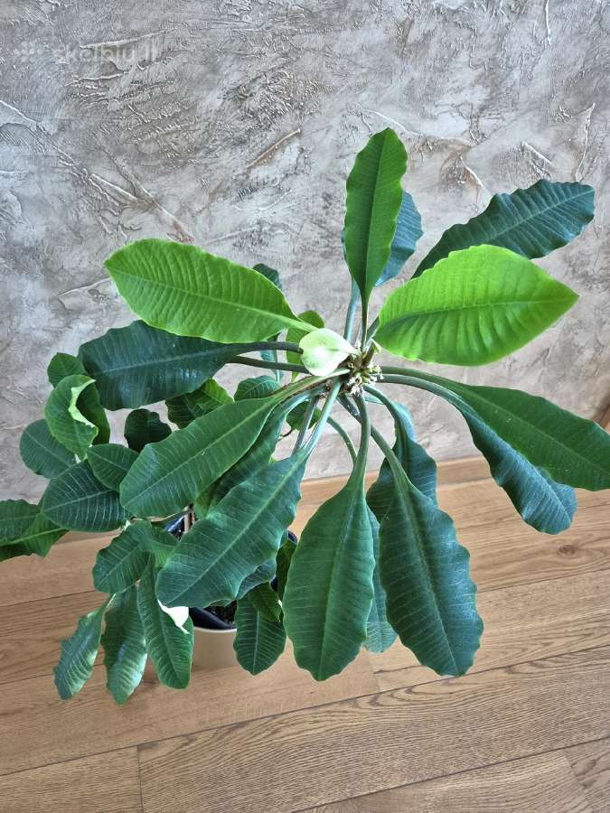 Kambarine gele"molociai". - nuotraukos Nr. 2