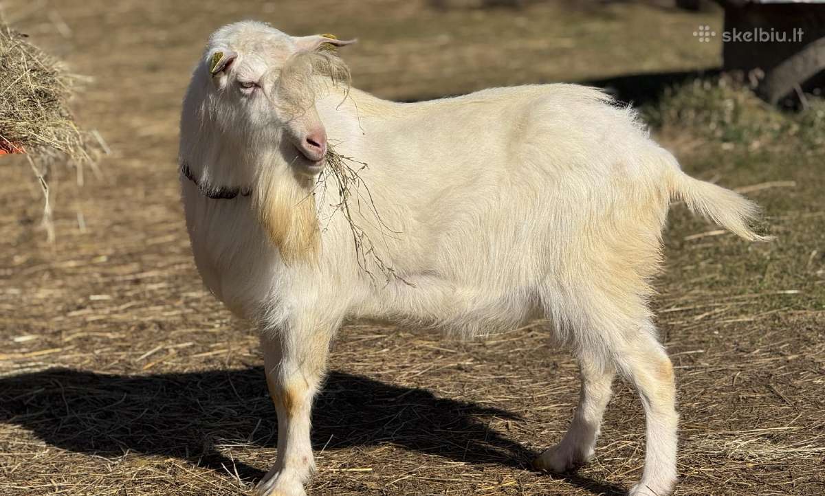 Zaaneno ožiukas ir ožkutė - nuotraukos Nr. 4