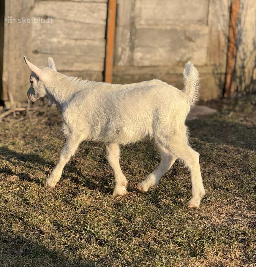 Zaaneno ožiukas ir ožkutė - nuotraukos Nr. 2