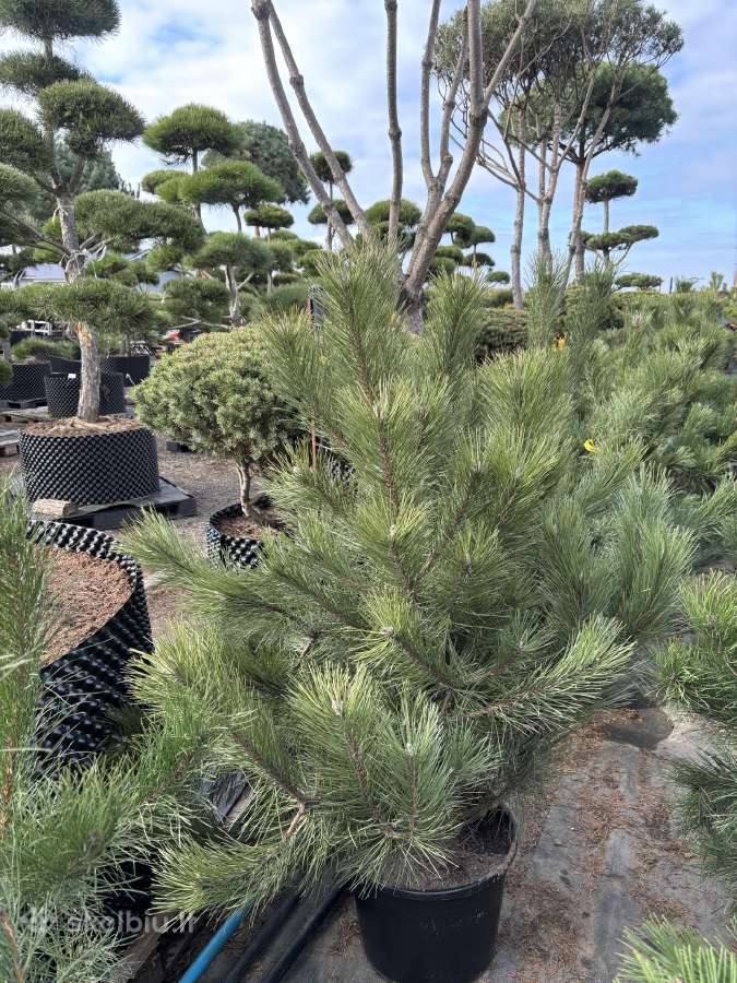Juodoji pušis Pinus nigra, tujos Smaragd, Brabant