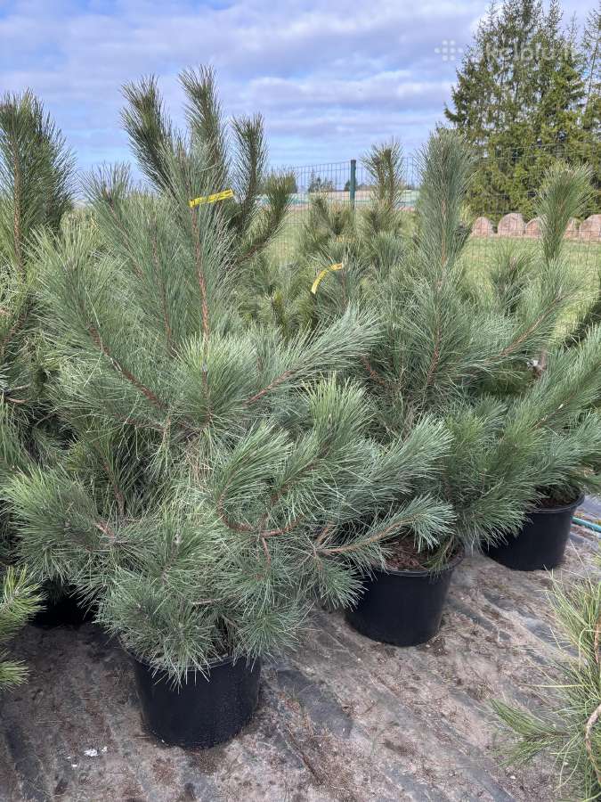 Juodoji pušis Pinus nigra, tujos Smaragd, Brabant - nuotraukos Nr. 2