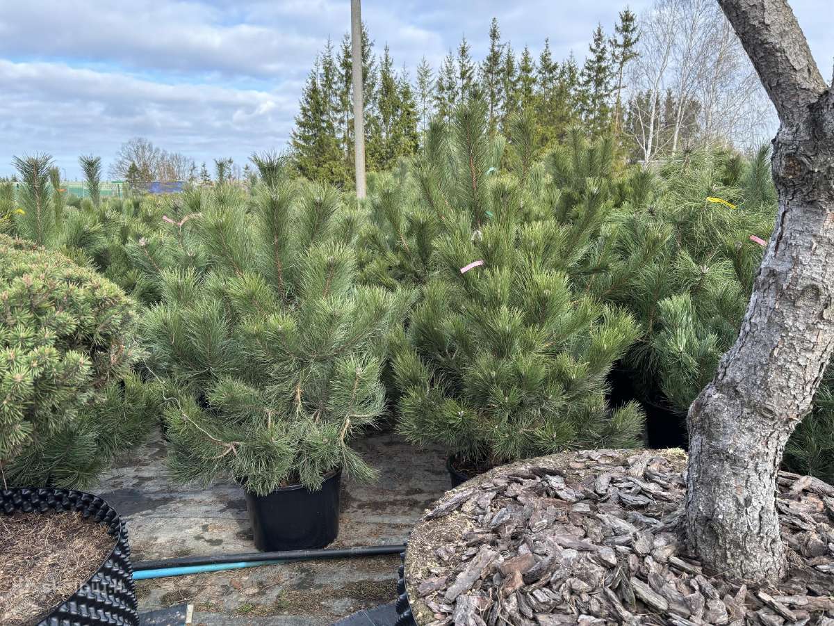 Juodoji pušis Pinus nigra, tujos Smaragd, Brabant - nuotraukos Nr. 3