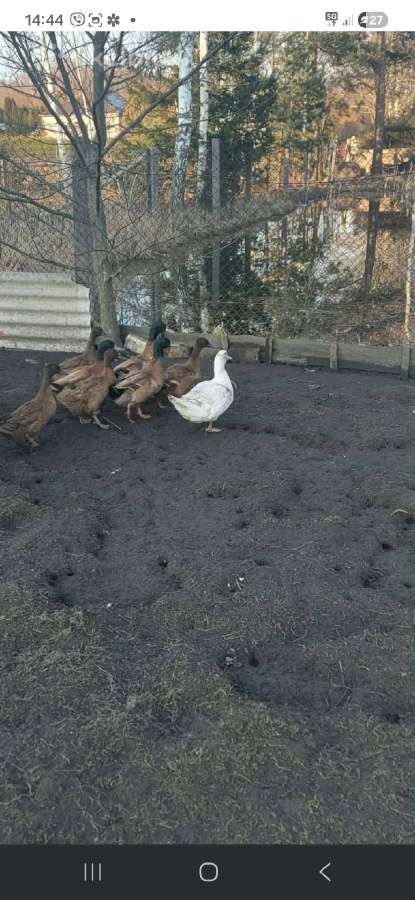 Pernykštės chaki kembel ančių porelės