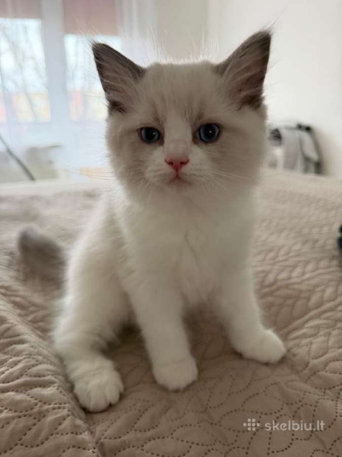 Ragdoll - nuotraukos Nr. 3