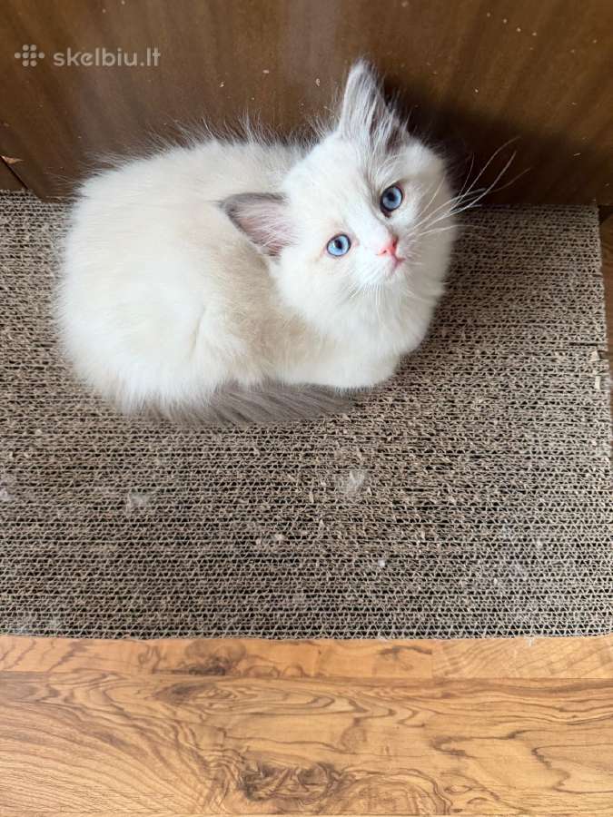 Ragdoll - nuotraukos Nr. 4