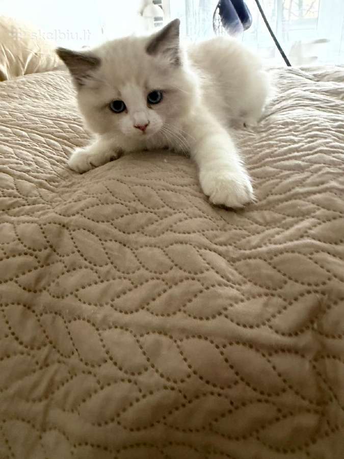 Ragdoll - nuotraukos Nr. 8