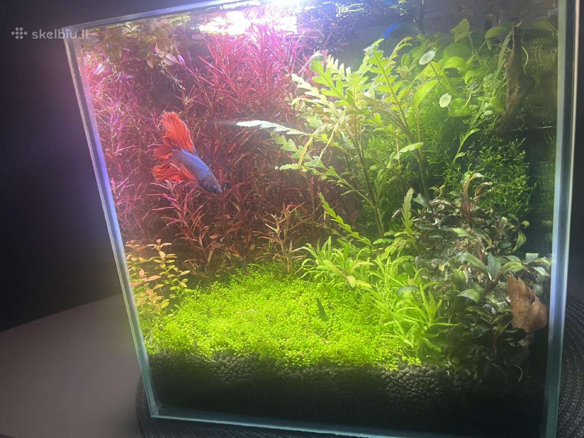 Akvariumo komplektas