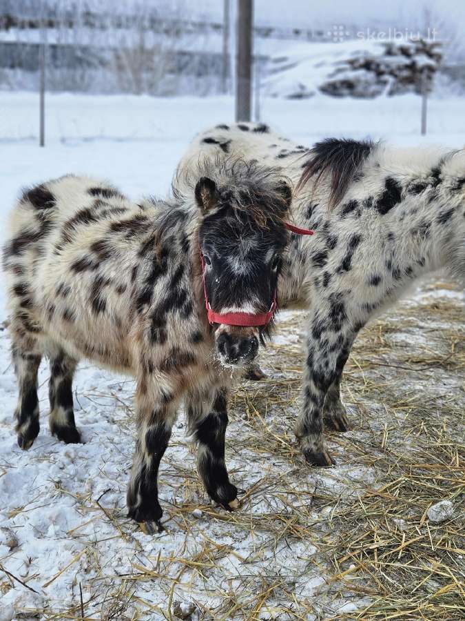 Apaloosa poni eržiliukas
