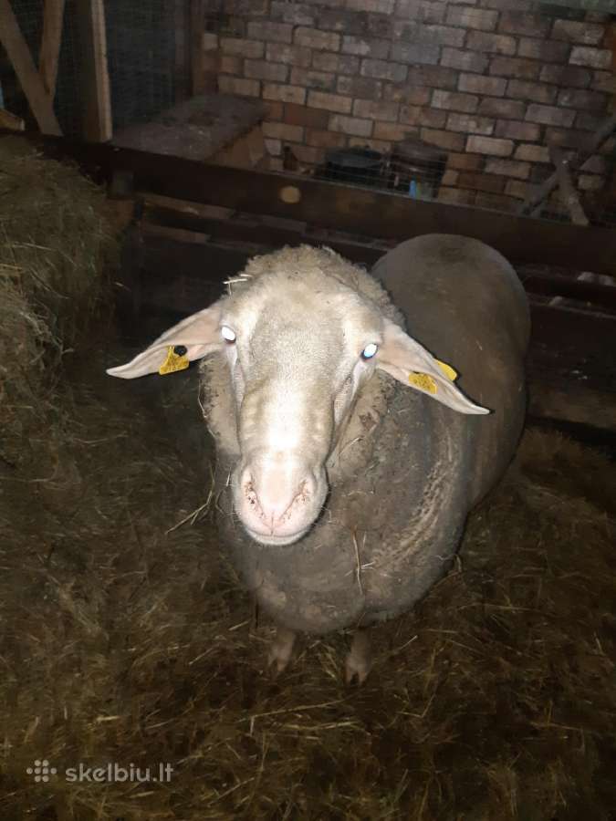 Parduomas grynaveislis merinosų veislės avinas