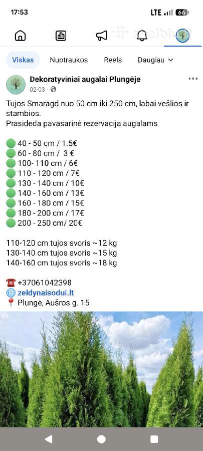 Parduodu tujas Smaragd , Brabant , Columna , - nuotraukos Nr. 3