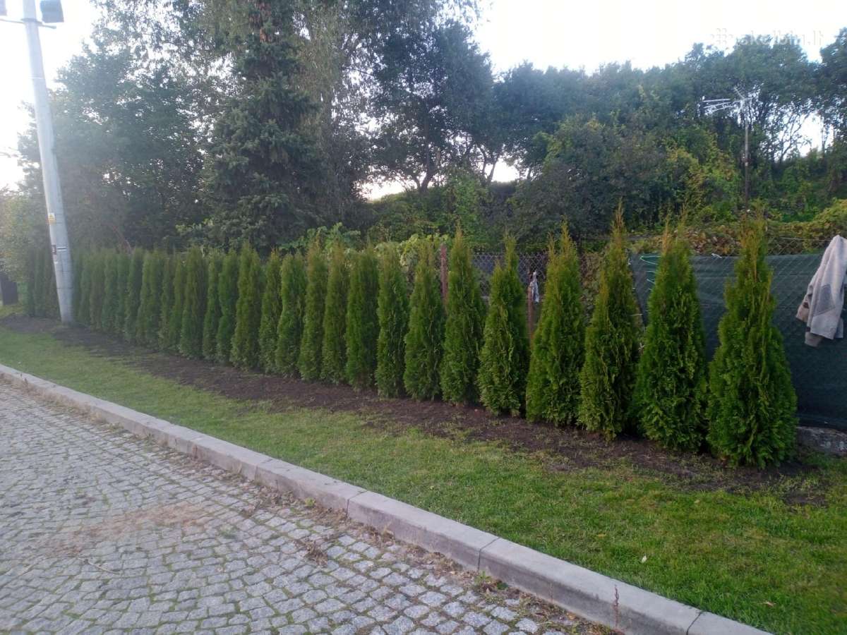 Tuja smaragd, vejos įrengimas - nuotraukos Nr. 13
