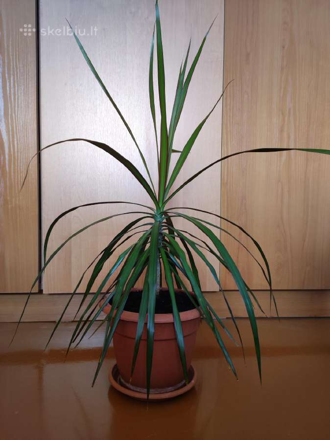 Dracena