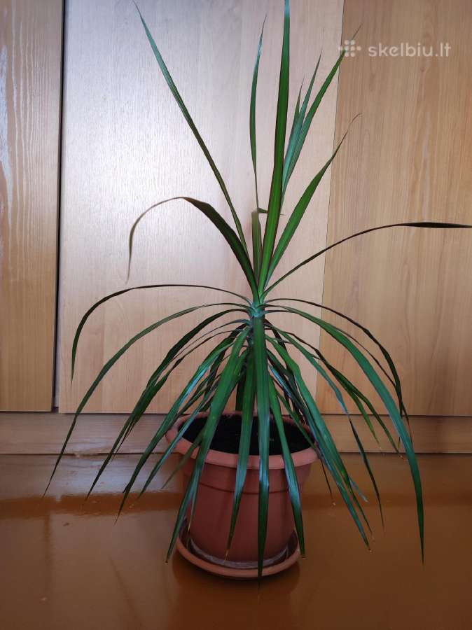 Dracena - nuotraukos Nr. 2