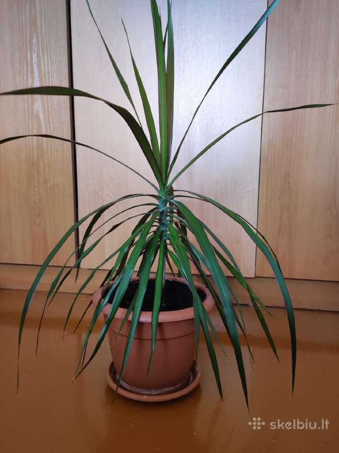 Dracena - nuotraukos Nr. 3