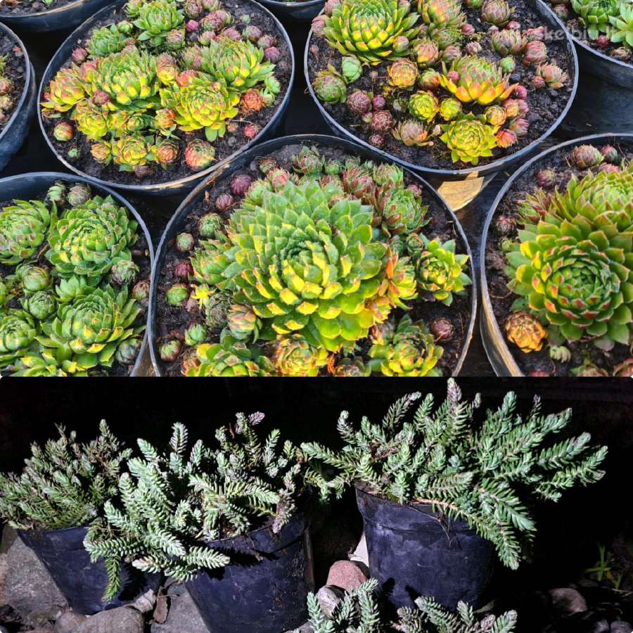 Šilokas Sedum ir šilropė sempervivum 15cm - 50vnt.