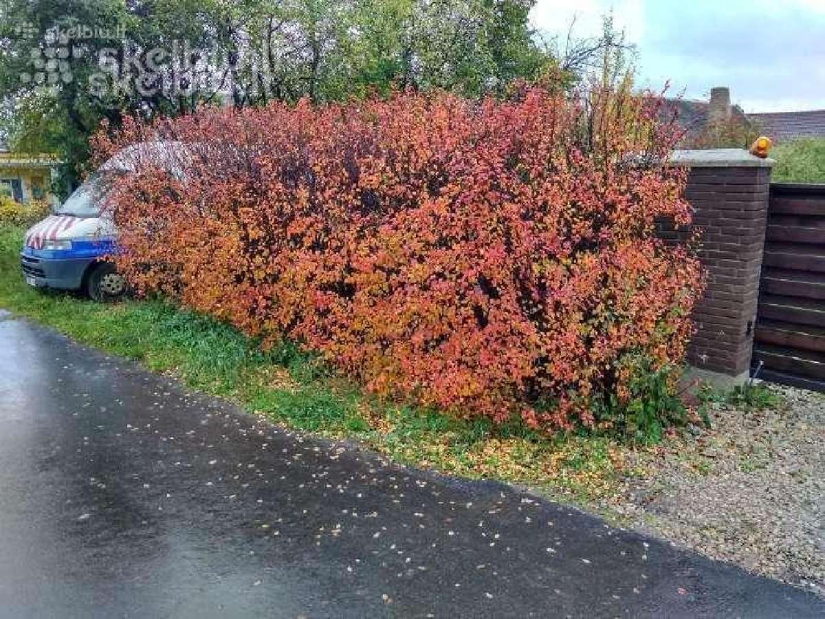Atiduodu gyvatvorės krūmus - nuotraukos Nr. 3