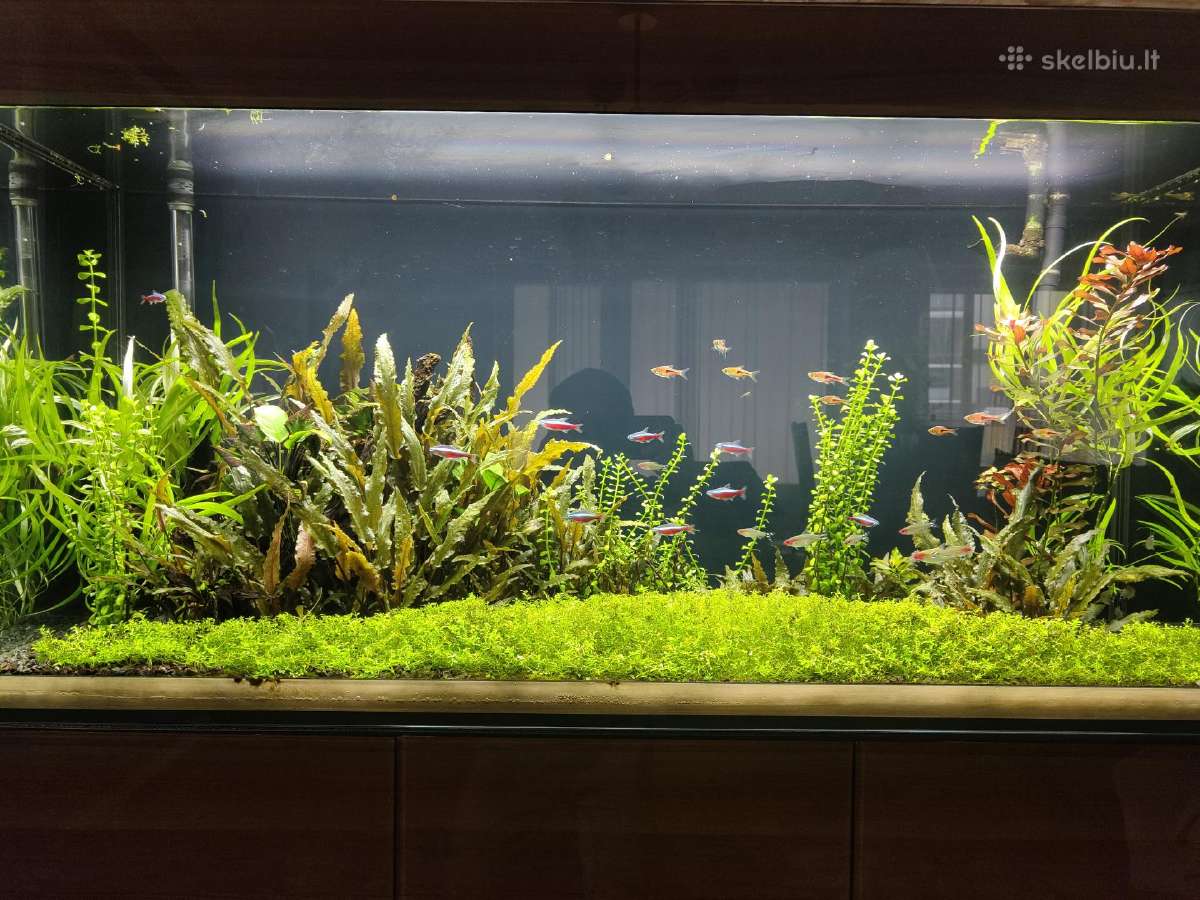 Parduodu Aquael akvariumą, 260l - nuotraukos Nr. 2